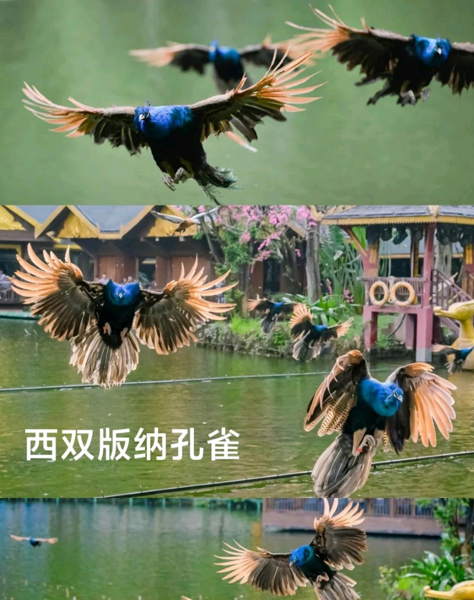 结伴游云南～诗◑李耀文（图28）