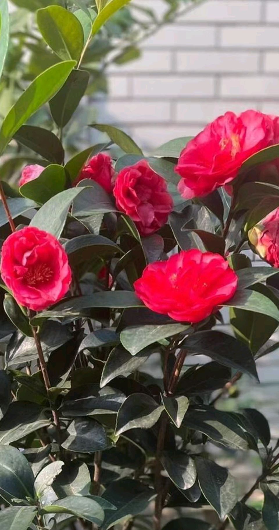 今天是个好日子 文/谦坤 图/洋洋 晋粤传奇平台（图12）