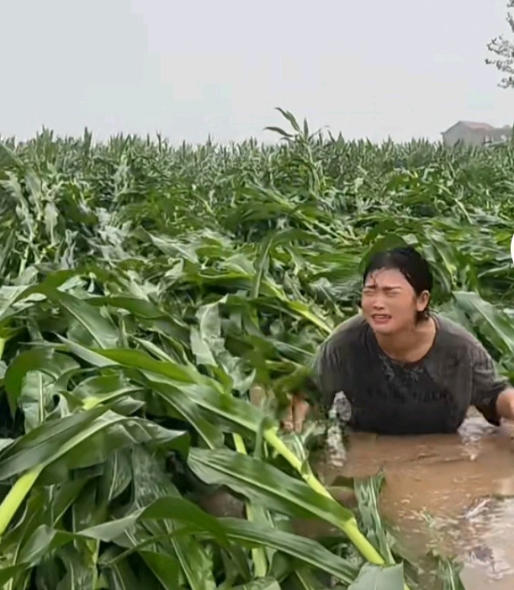 好久没见太阳～诗◑小苹果（图11）