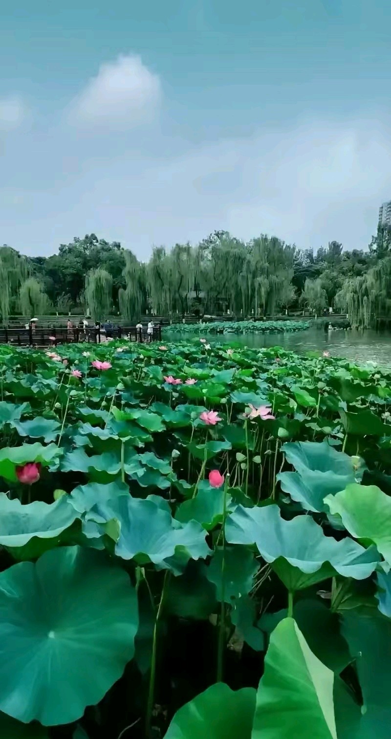 七律-窗友会二首～诗◑浴乎沂（图13）