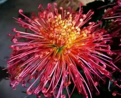 咏菊花/七绝·闻桂香偶得/七绝·咏秋（文/晏斯林）……莲叶之珠文学社（图4）
