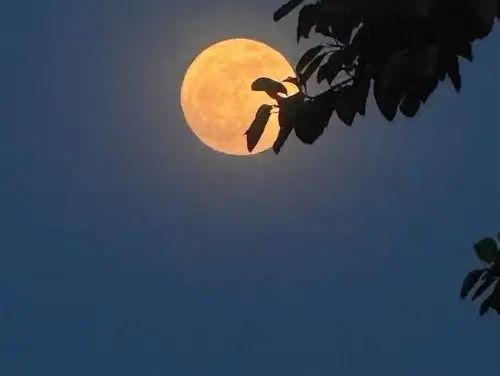 秋 赋（文/许碧霞）……莲叶之珠文学设社
