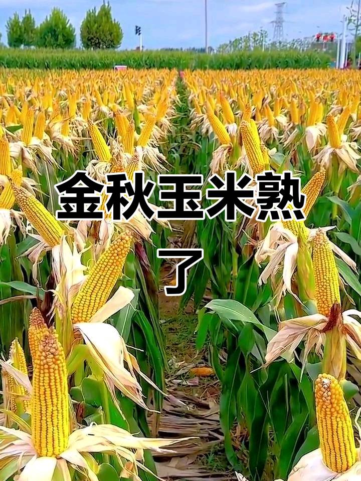 [北京头条]佛山诗词心之旅文学社精选特刊《秋韵》（图34）