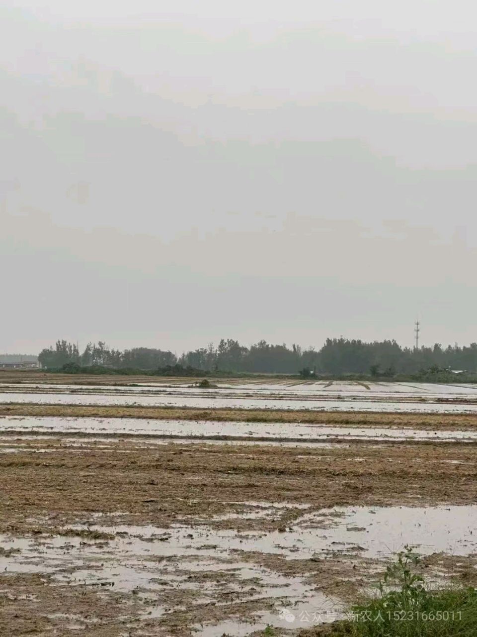 深秋物语： 在风雨与澄明间/李咸化(山东济南)