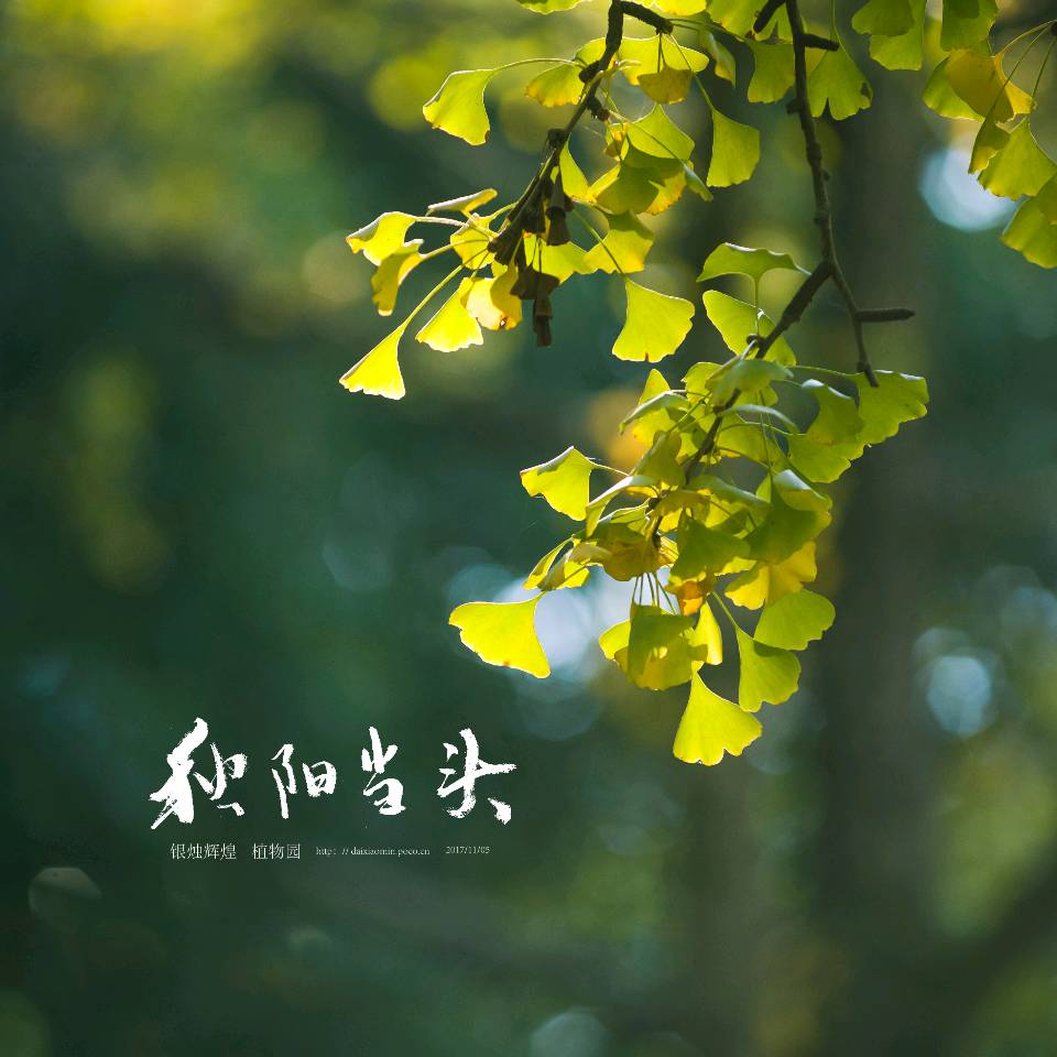 六汪文联格律诗社‖王金平‖秋日杂吟（十首）（图12）