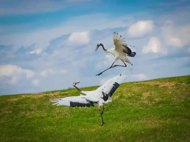 咏丹顶鹤(外一首) 作者:田兴才（图2）