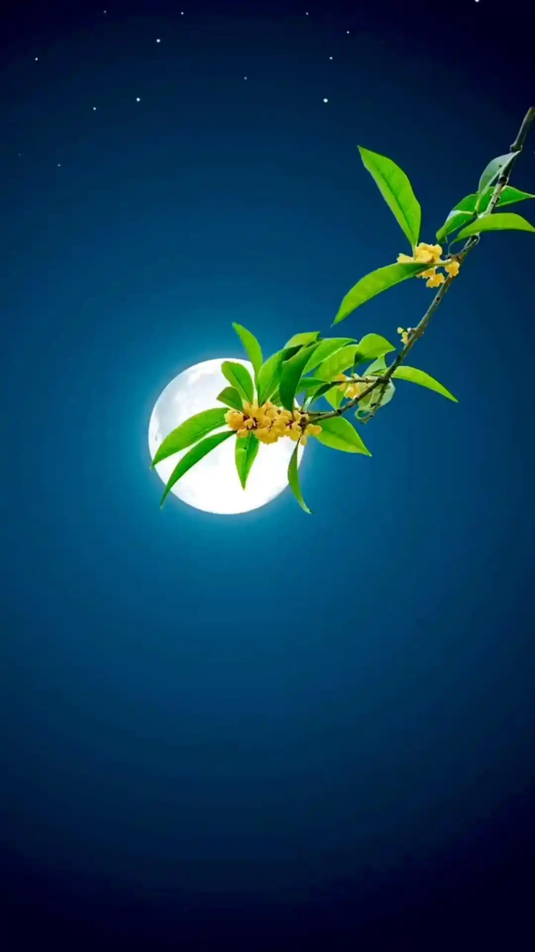 《七律 • 桂吐芬芳》作者/吴云钦