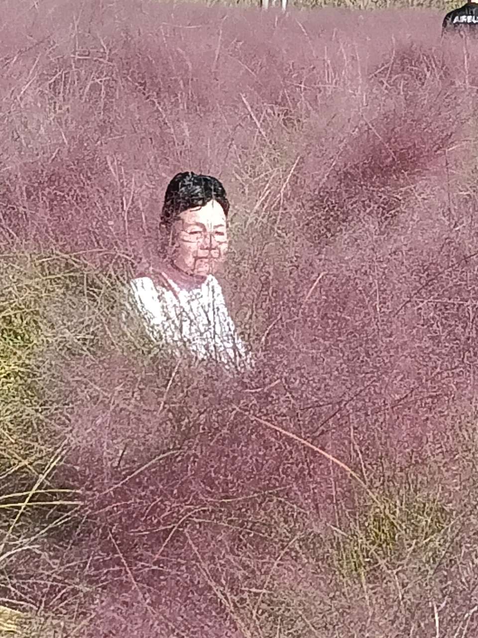 刘林丽诗歌作品190期，诗两首《粉黛乱子草》主播/小丽花《山桃草》主播/友友 编辑制作/刘林丽（图3）