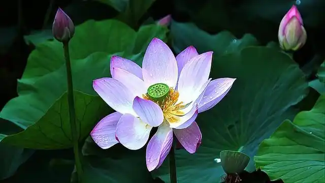 高月仙：七律·修心养性丨偷声木兰花·佛法无边丨京港澳台世界头条（图2）
