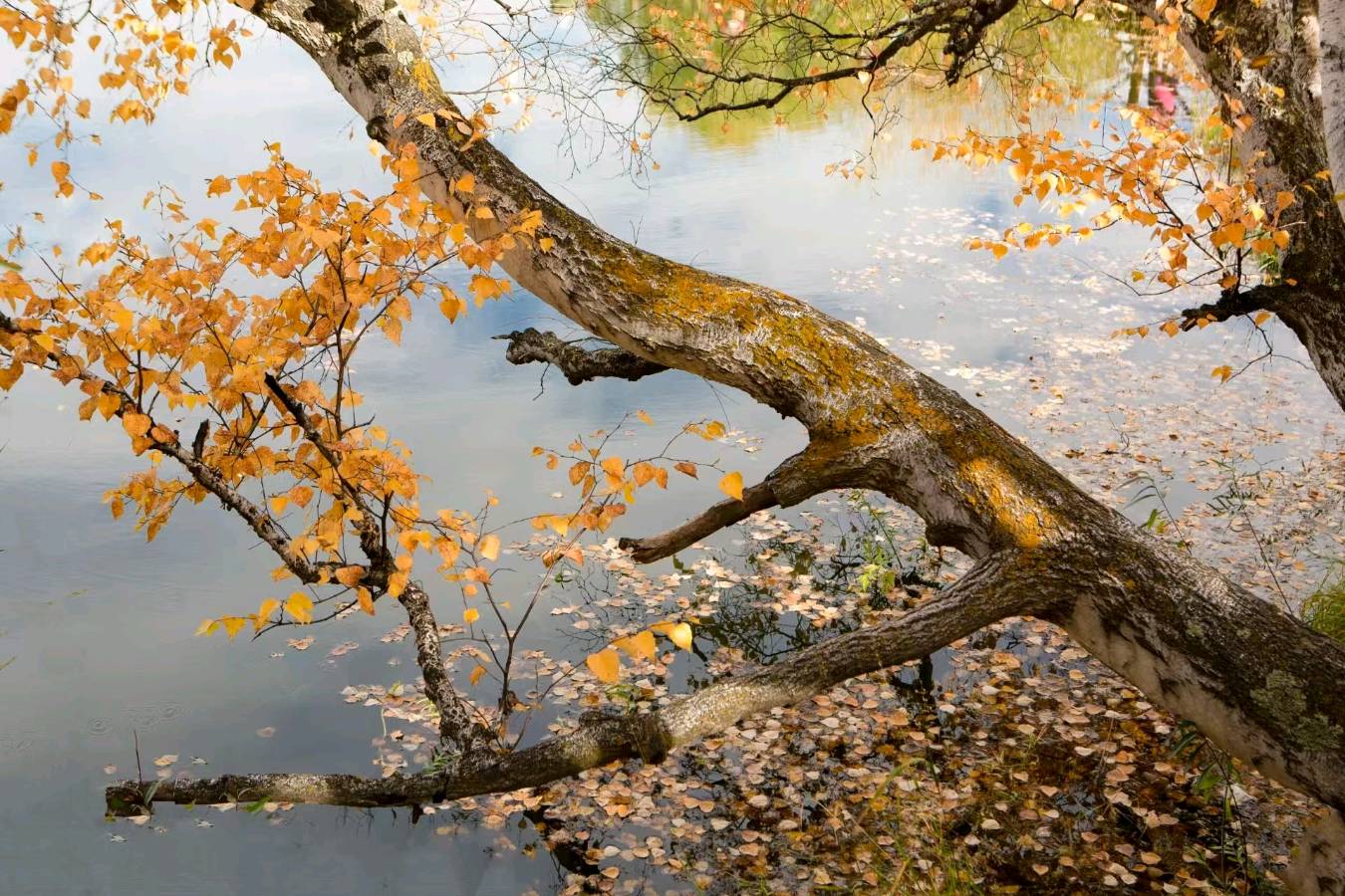 【风雅韵社】吟秋七言诗文/李咸化(山东济南)（图5）