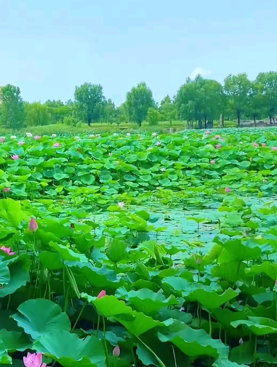 回文诗-青河四季景～诗◑浴乎沂（图11）