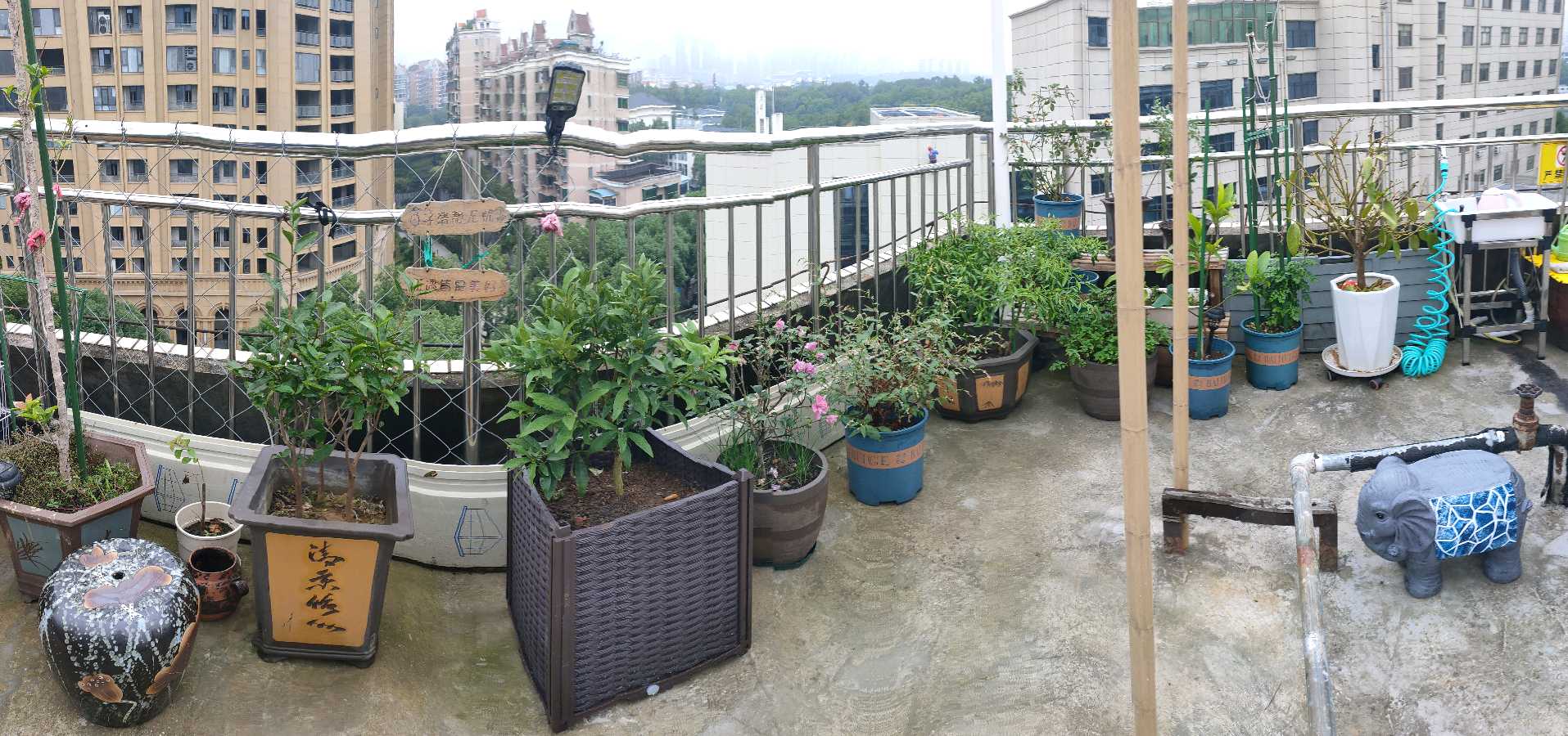 诗一首/欢喜国蓉、小玲美眉同学来空中花果园作客