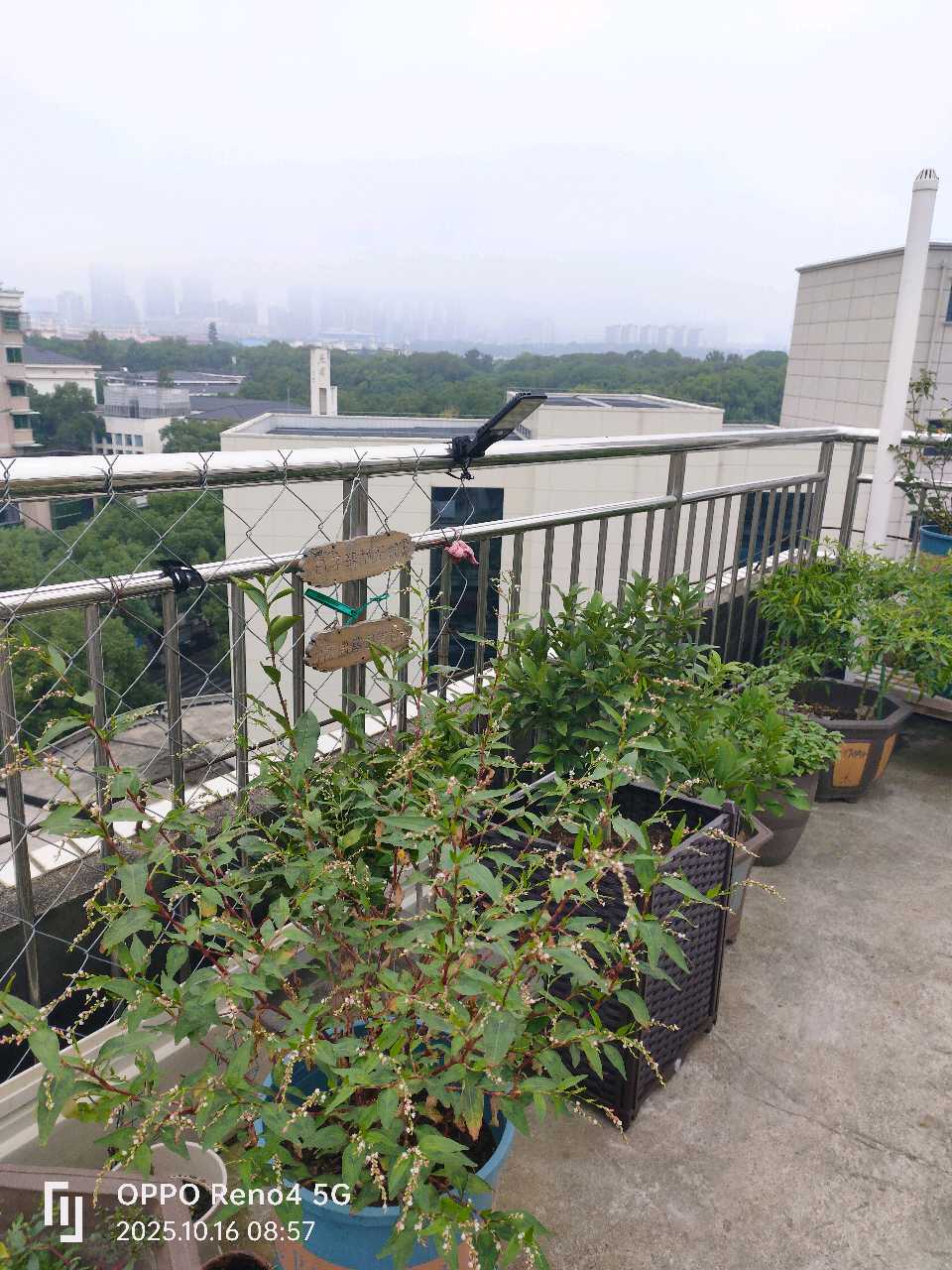诗一首/欢喜国蓉、小玲美眉同学来空中花果园作客（图3）