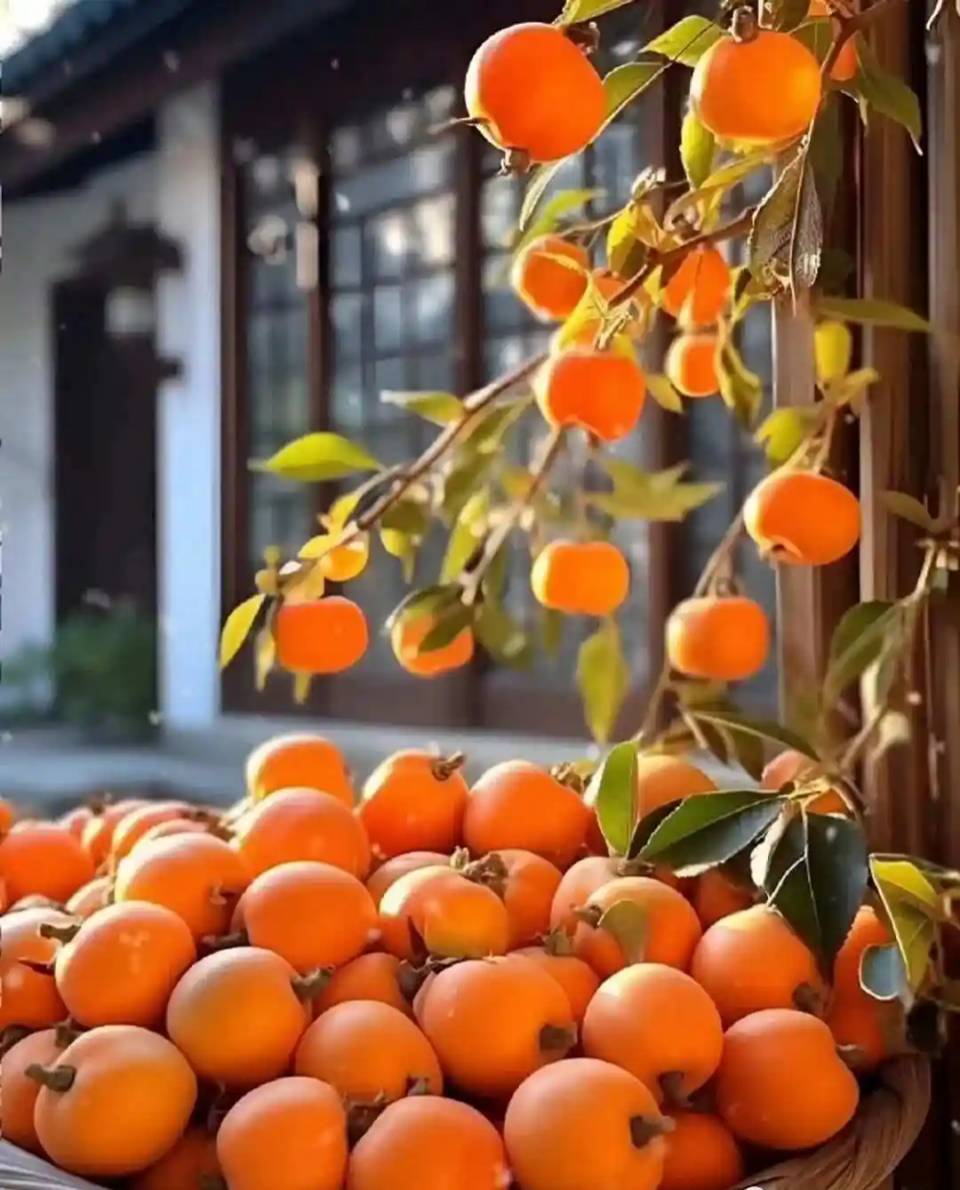 【新山东文学社】《思佳客.秋柿红（四首）》作者/风鸽 主播/竹韵丽影（图4）