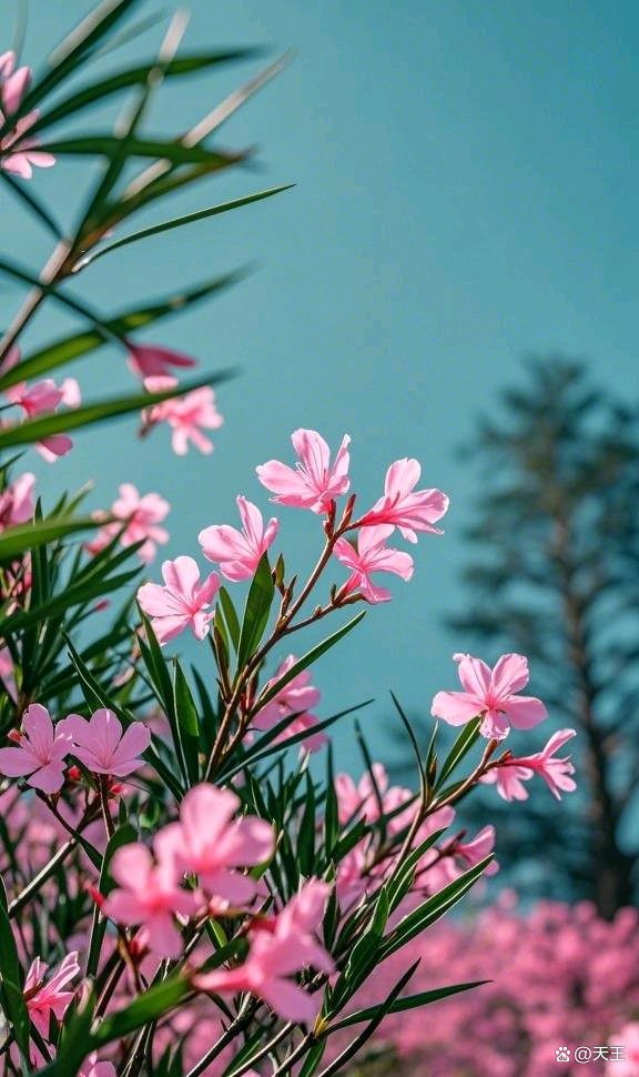 【名家风采】迎春花——致客家诗人张洪光//张洪光 北京音乐人刘欢（图4）