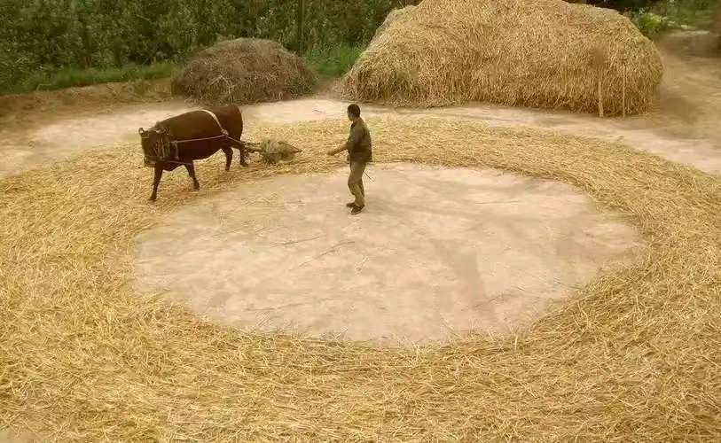 童年的场院 作者：姚树学（图5）