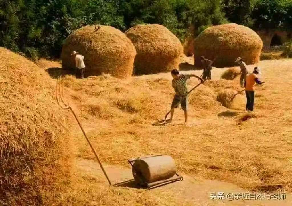 童年的场院 作者：姚树学（图4）