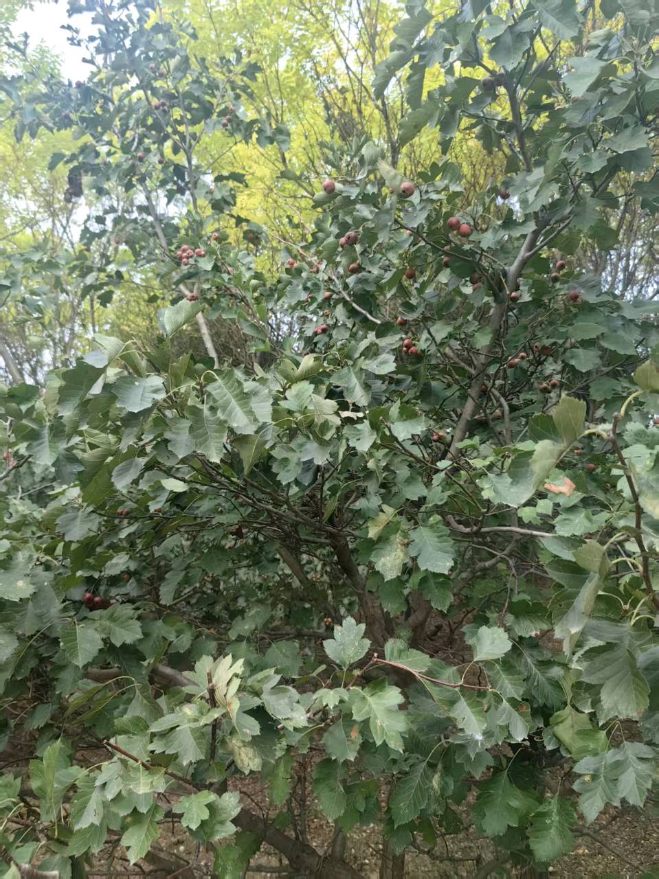 晨游～诗◑陈展（图13）
