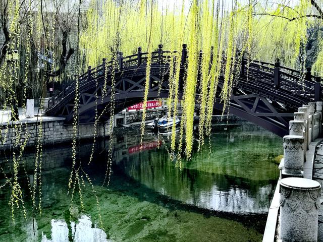 锦绣桑田：泉城柳//桑恒昌（图2）