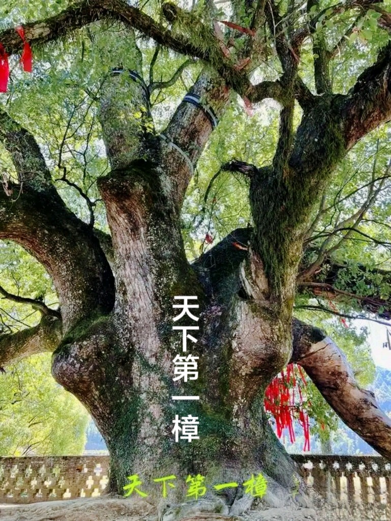 婺源严田古樟树～诗◑李耀文（图15）