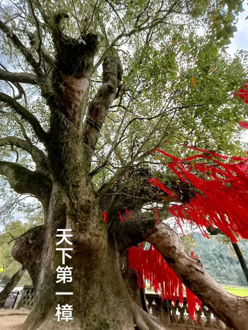 婺源严田古樟树～诗◑李耀文（图14）