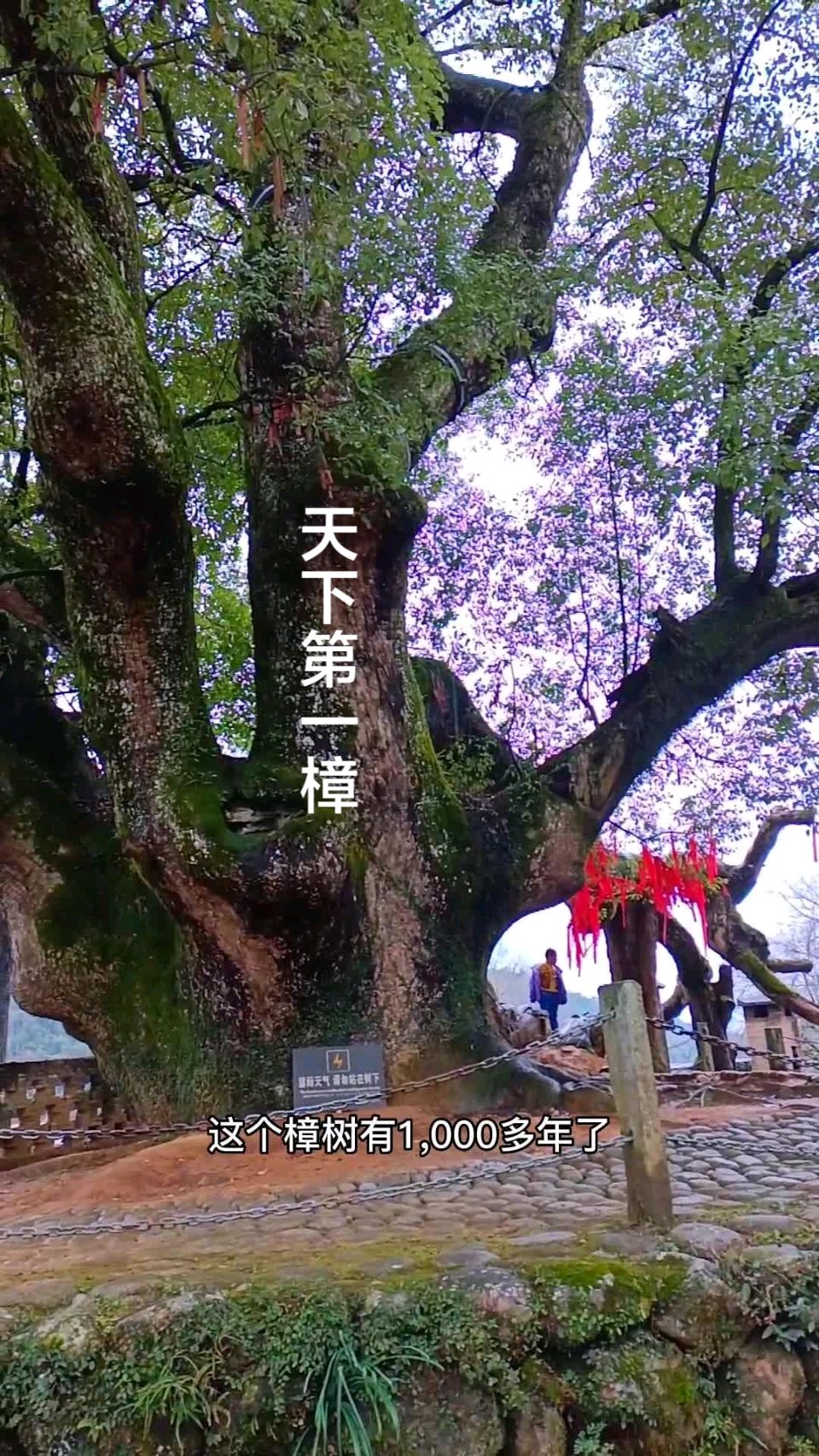 婺源严田古樟树～诗◑李耀文（图11）