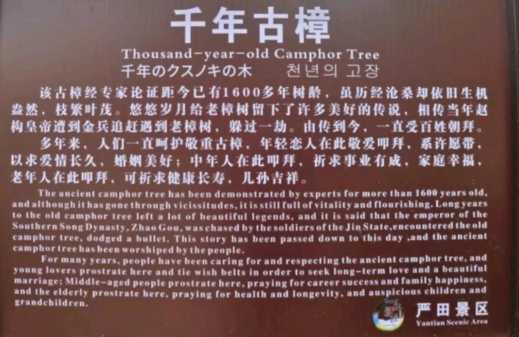 婺源严田古樟树～诗◑李耀文（图12）