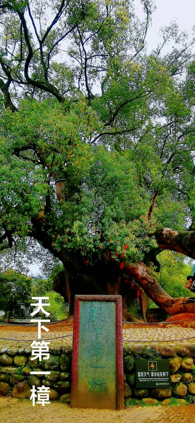 婺源严田古樟树～诗◑李耀文（图17）
