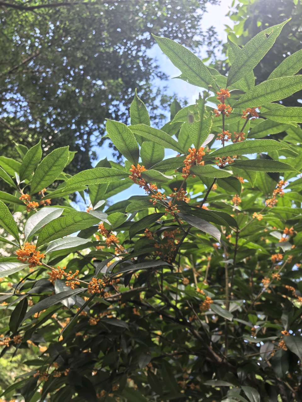 「散文」又是一年桂花香（图3）