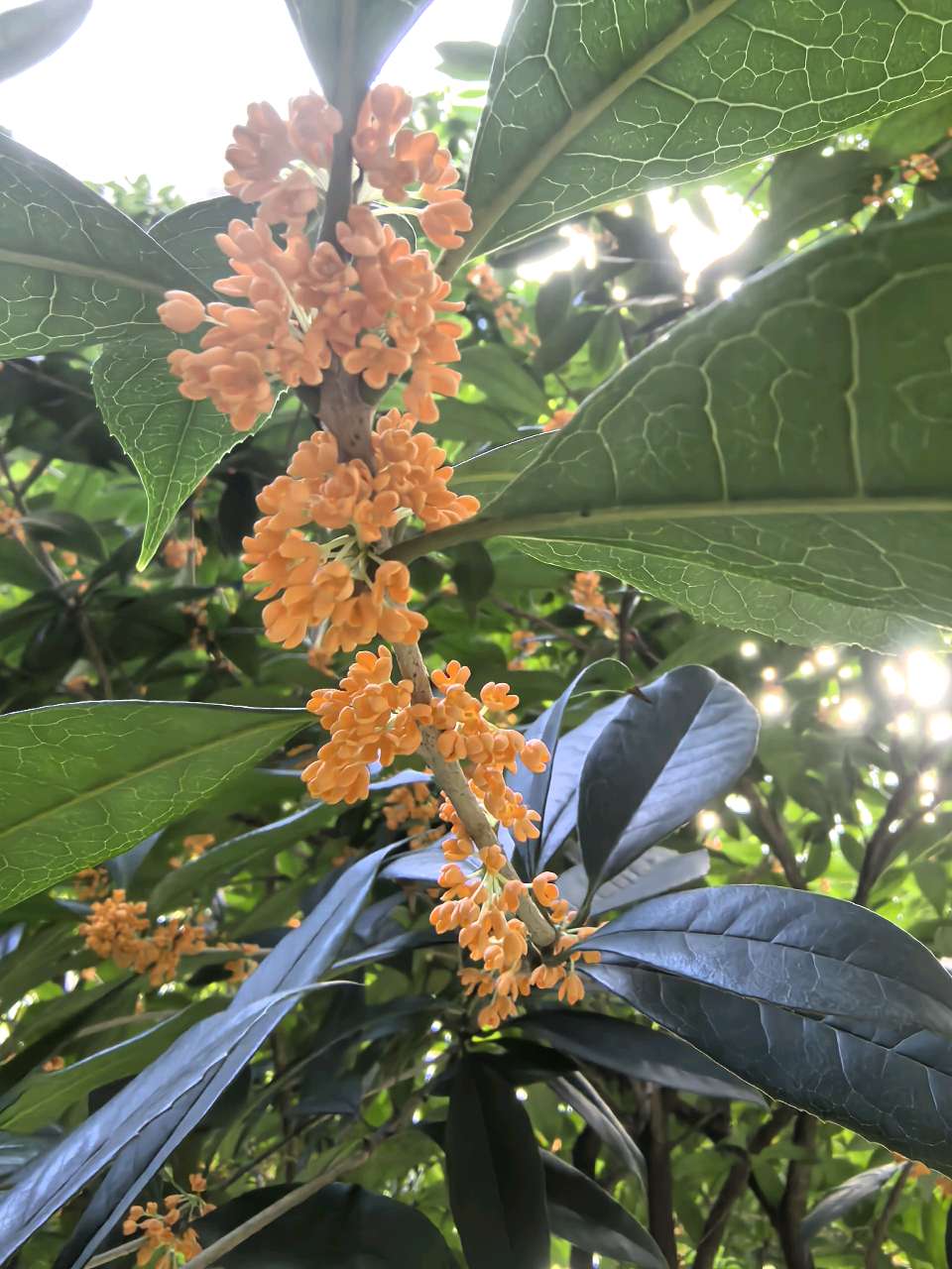 「散文」又是一年桂花香（图5）