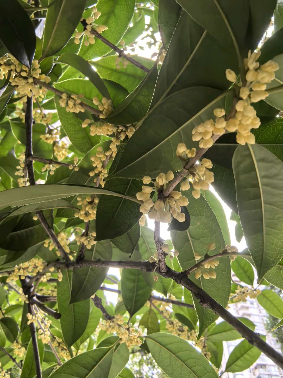 「散文」又是一年桂花香（图7）