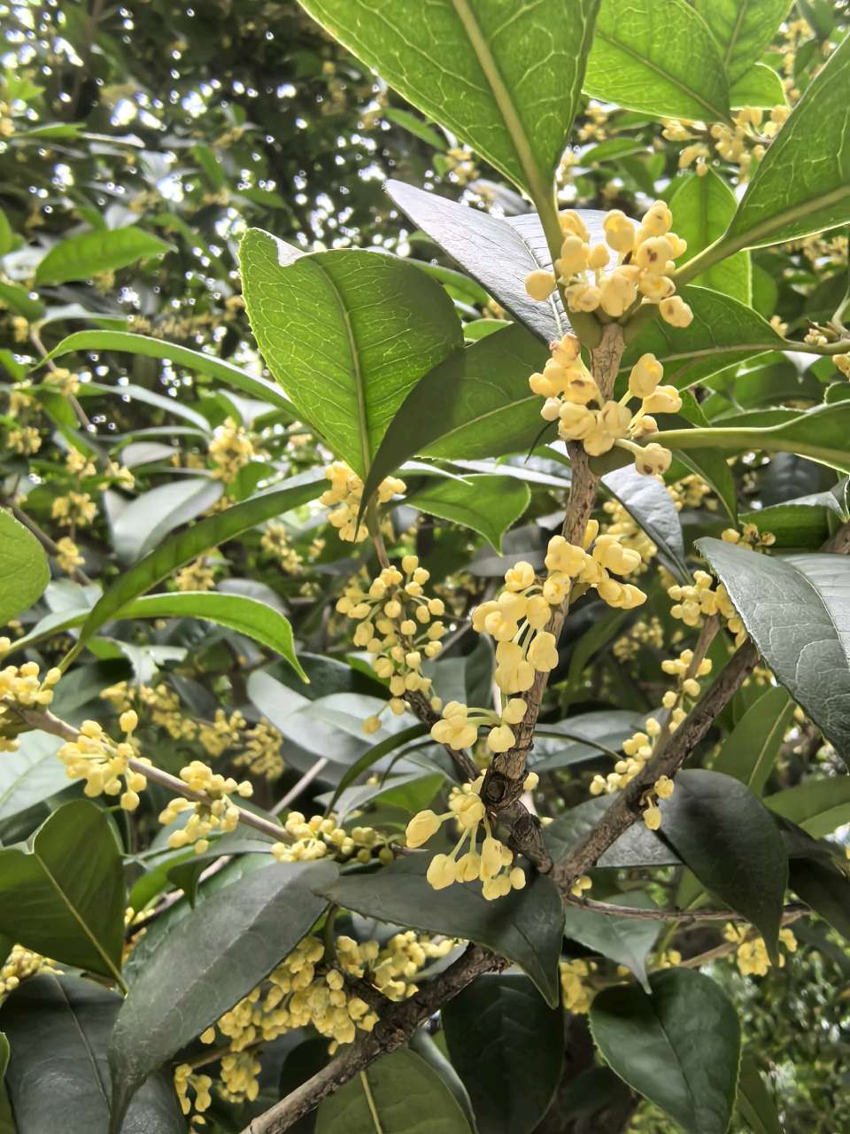 「散文」又是一年桂花香（图8）