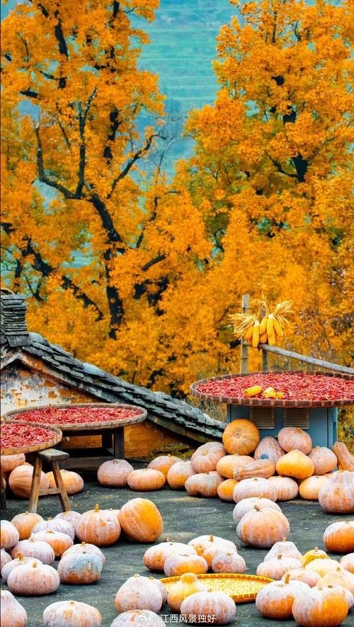 秋雨声声-文/鲤鱼跃龙门【长安街总社】世界诗人名人展14168期（图4）