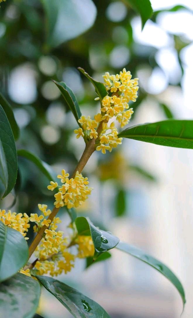 七绝-霜降吟～诗◑胡斌（桃花园君）（图14）