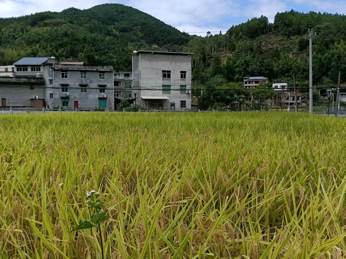 《和陈天培先生霜降诗兼抒怀》王方于闽江南岸（图2）