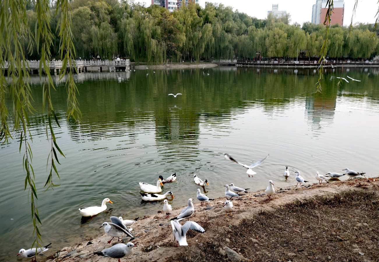 银川:燕鸽湖的红嘴鸥
