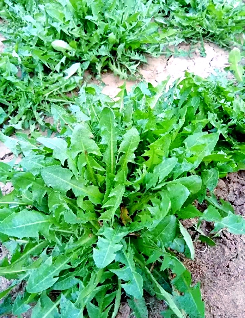 ［唐山作家］野菜今年罢工了//文/北山虎