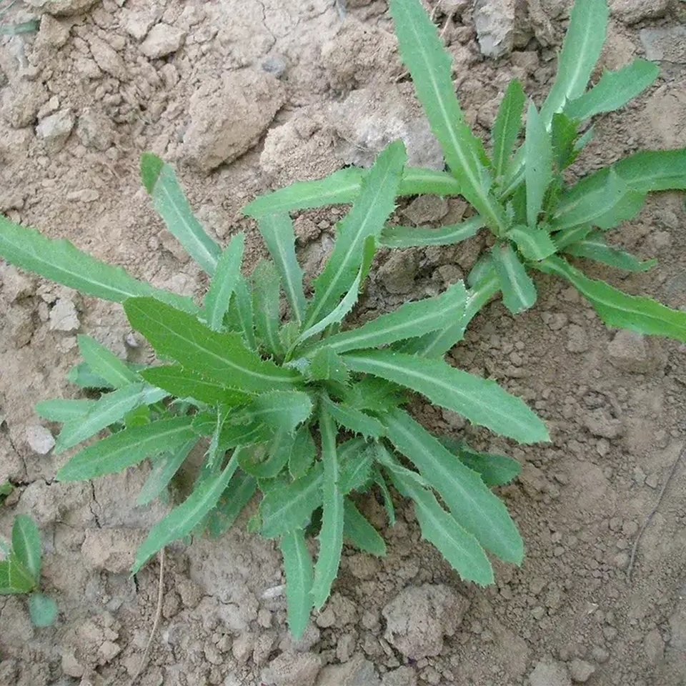 ［唐山作家］野菜今年罢工了//文/北山虎（图2）