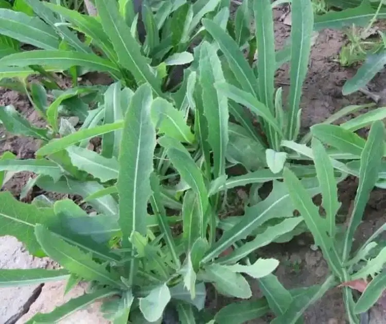 ［唐山作家］野菜今年罢工了//文/北山虎（图4）