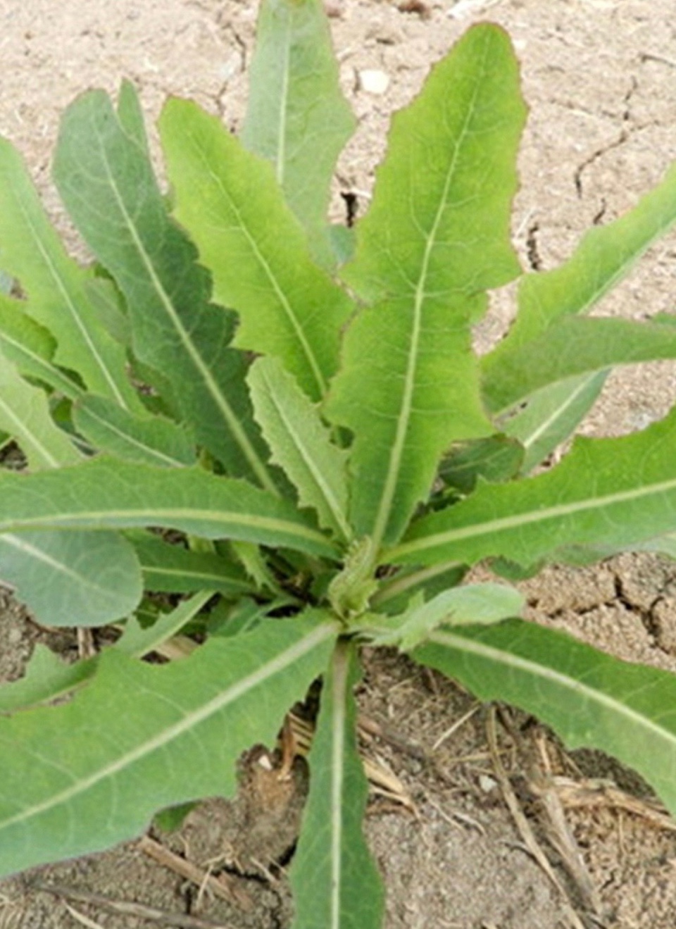 ［唐山作家］野菜今年罢工了//文/北山虎（图3）