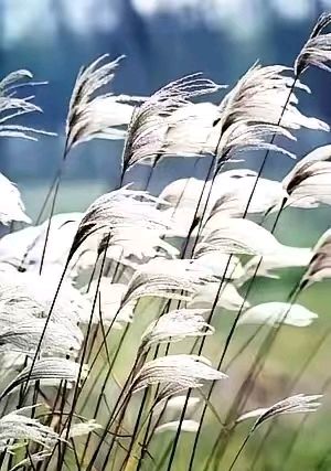 青河十二月-联珠环复回文诗十二首～诗◑浴乎沂（图33）