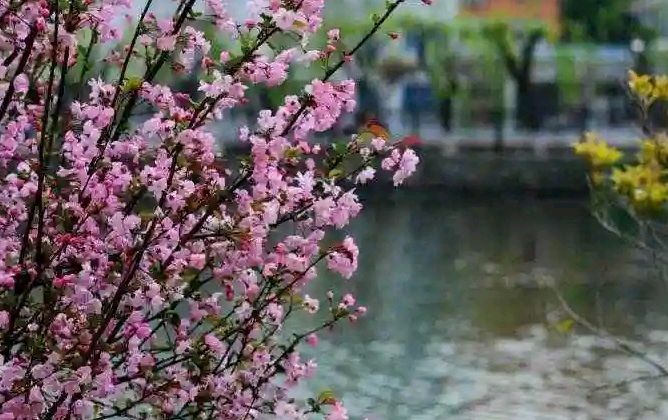 青河十二月-联珠环复回文诗十二首～诗◑浴乎沂（图22）