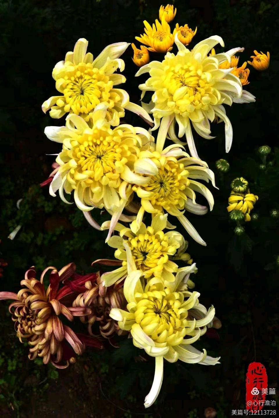【荣耀中国】七绝巜菊花》徐贤（上海）（图2）