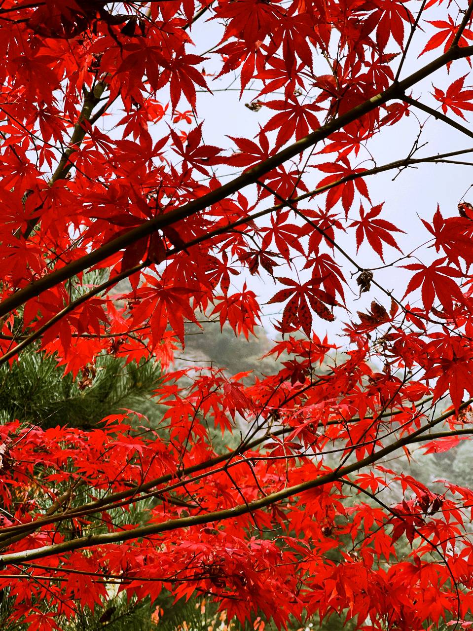 七律·看巫山红叶 文／萧入铭（图2）
