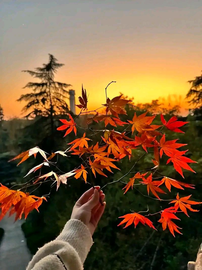敬请欣赏||秋天的枫叶 作者:曾宪云（图3）