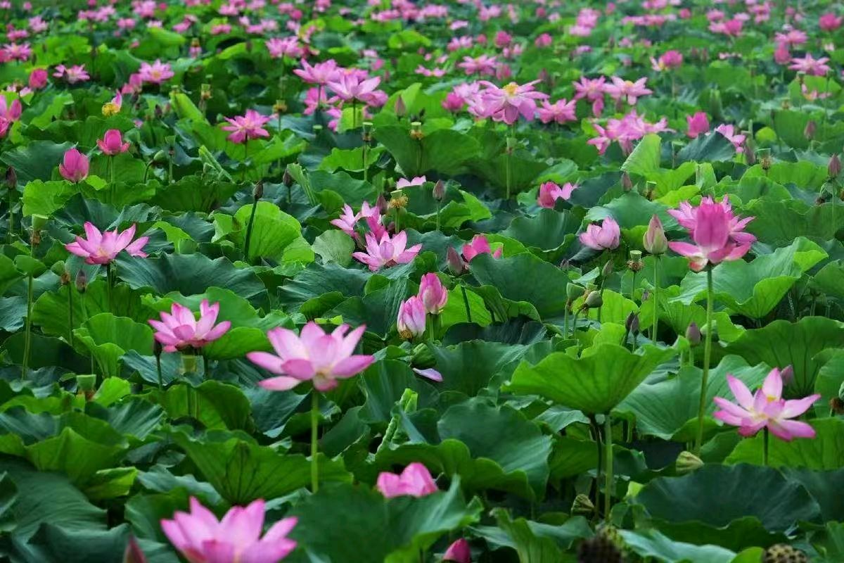 十二月令花-联珠环复回文诗十二首～诗◑浴乎沂（图20）