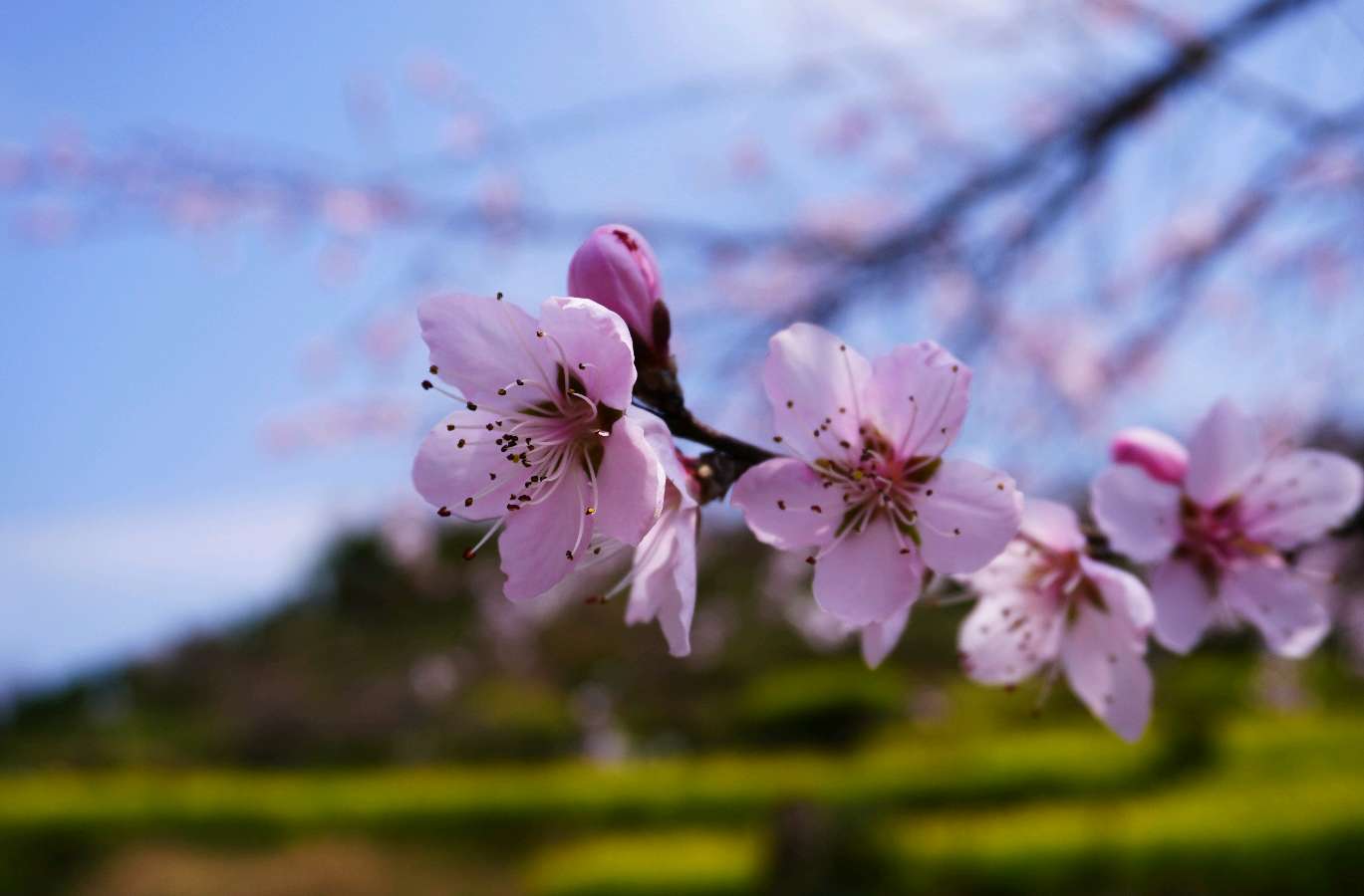 十二月令花-联珠环复回文诗十二首～诗◑浴乎沂（图14）
