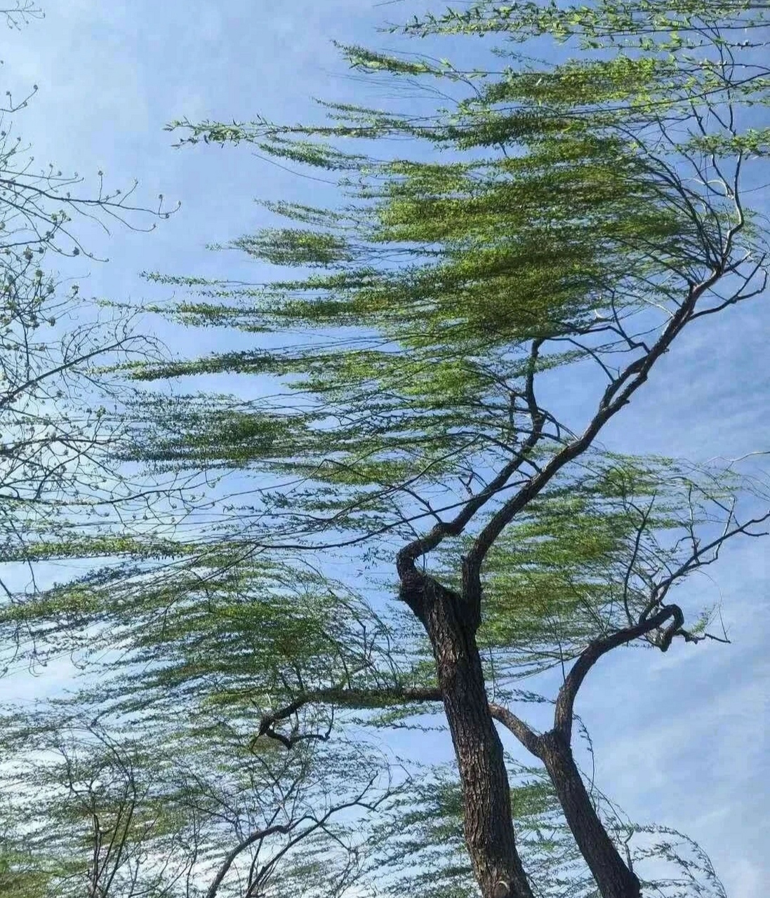 【中国雨巷文学社】北京头条 第2531期 现代诗《时间有个伤疤》外一首 作者:杨永椿 - 新疆(图5)