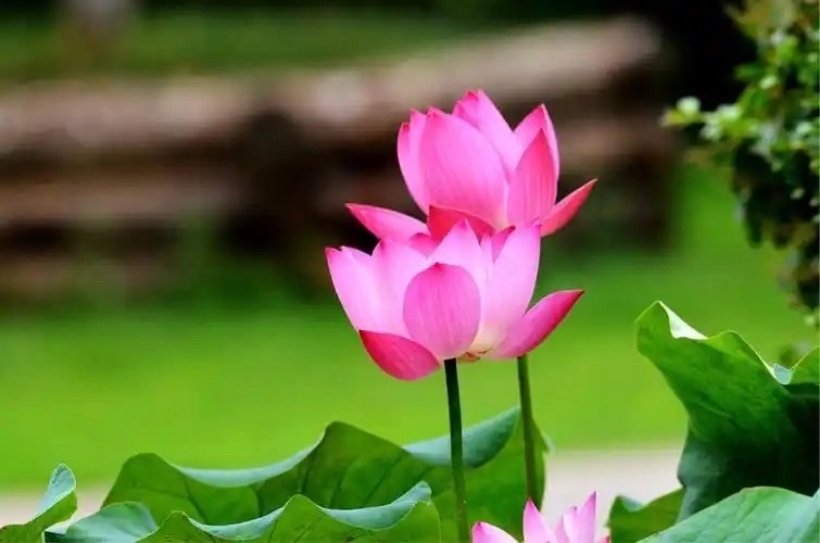 咏荷诗一组：作者||李元菊｜海外头条（图8）
