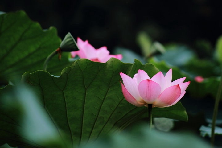 咏荷诗一组：作者||李元菊｜海外头条（图10）